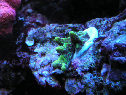 lille montipora fra ulrik l