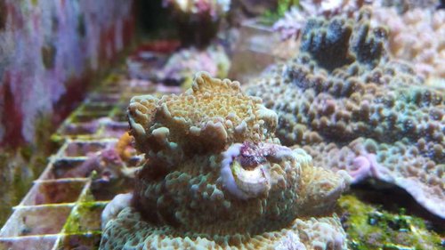 Montipora &quot;Jedi Mind Trick&quot;. Billedet er taget med mobil en tidlig formiddag, for at undgå blåfarvning. Håber det går alligevel.