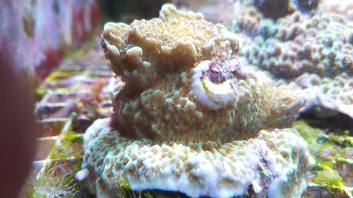 Montipora &quot;Jedi Mind Trick&quot; Lidt tættere på. Den har en kalkrørorm, som voksede på discen. De slås lidt om pladsen, så den skal klippes af.