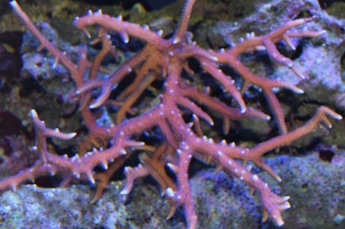 DSC_0052.JPG (49.04 KiB) Vist 3226 gange gode vækstspidser