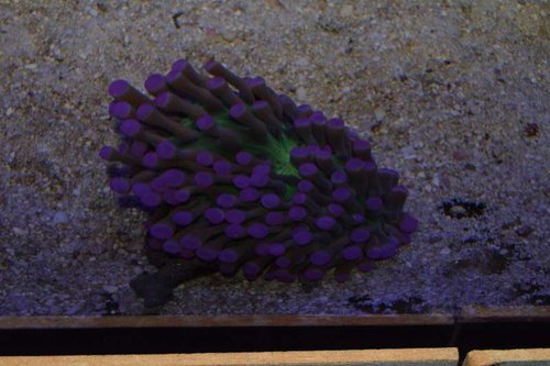 DSC_0071.JPG (44.91 KiB) Vist 3226 gange Aften foto