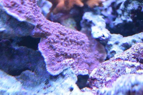 DSC_0058.JPG
