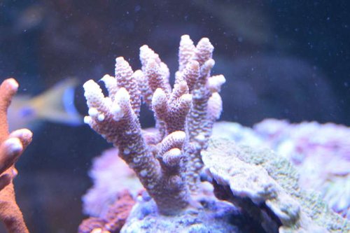 DSC_0060.JPG (37.03 KiB) Vist 3226 gange Sidste nye. Millipora Creme med pink/lyserød