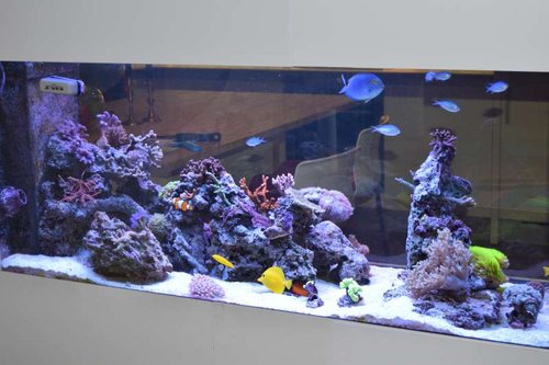 DSC_0037.JPG (47.31 KiB) Vist 3226 gange FTS. stenen der ligger på sandet til venstre er en "pleje sten" jeg passer for Anders med en SMUK musling på.