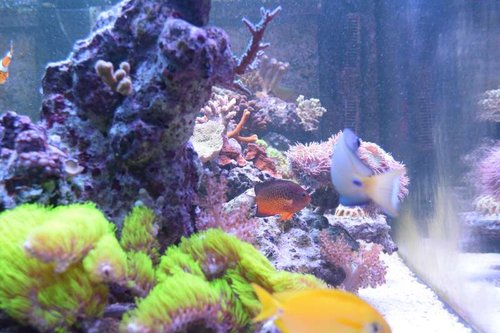 DSC_0070.JPG (55.17 KiB) Vist 3226 gange Fra enden