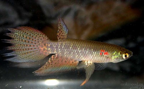 Pterolebias longipinis
