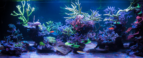 5.png (478.01 KiB) Vist 1480 gange 5.png