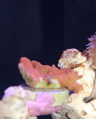 Montipora med sår og mistet væv.