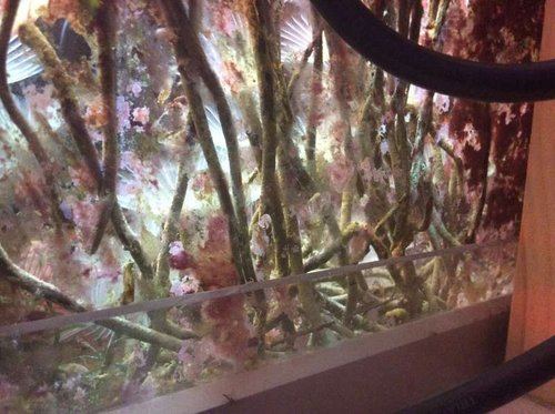 image.jpg (60.25 KiB) Vist 1933 gange Dårlig foto af pods i sump