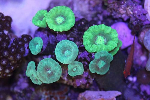 candygreen.jpg