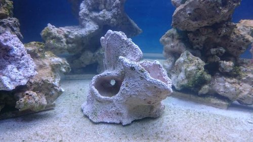 Den lille Magnetic Reef Shelf fra The alternative Reef
