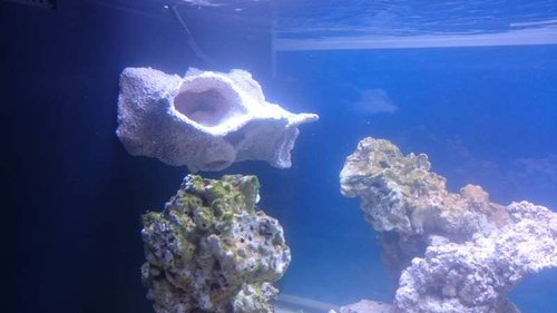 Den store Magnetic Reef Shelf fra The alternative Reef