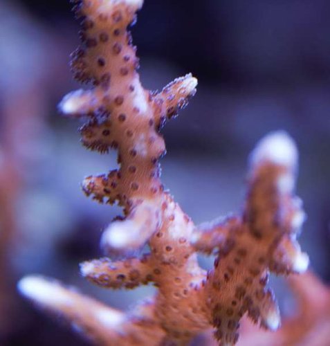 DSC_0665.jpg