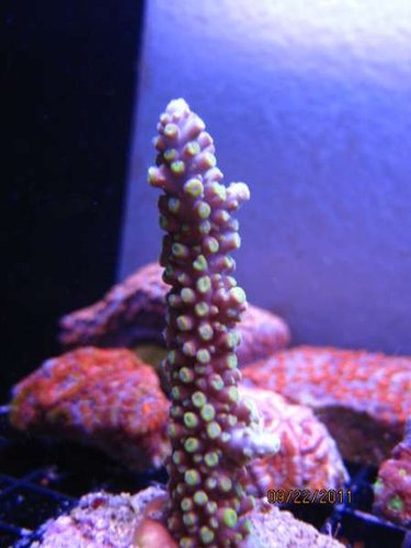 IMG_2763.JPG (23.94 KiB) Vist 1454 gange Foto fra link