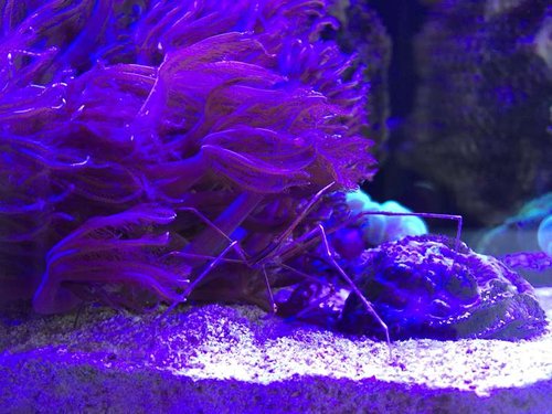 yellowline arrow crab