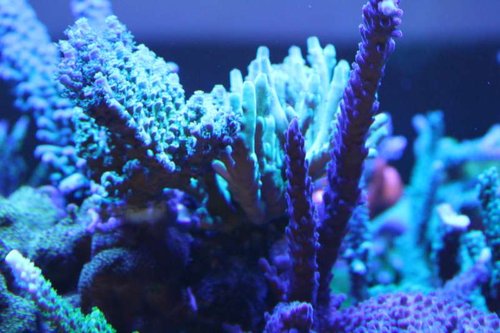 IMG_9750.JPG