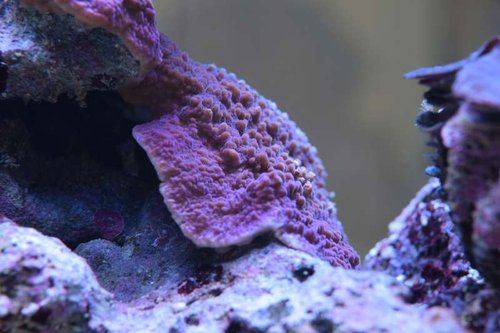 DSC_0043.JPG