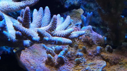 A.hyachintus uden dæmpning