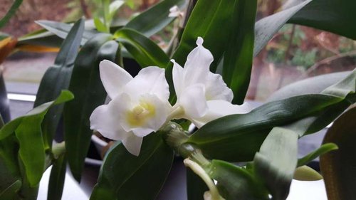 Dendrobium. Står godt nok ikke samme sted, da den skal have temperaturer der er højere end i en vindueskarm på et badeværelse.