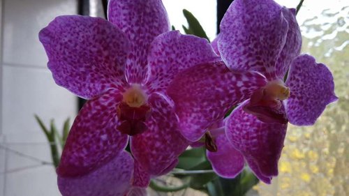 Vanda