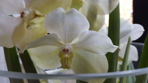 20150803_181645.jpg (21.37 KiB) Vist 2954 gange Endnu en Vanda.