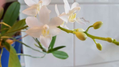 Cymbidium.