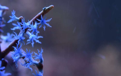 blueberry (2).JPG