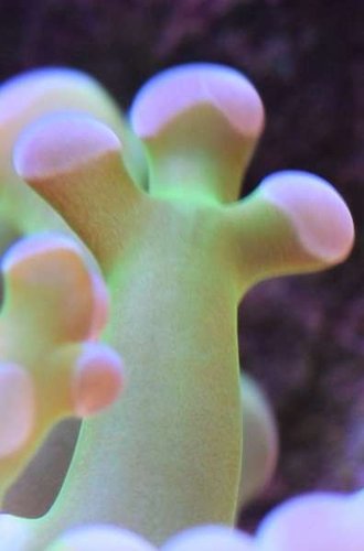 jelly bean man.JPG