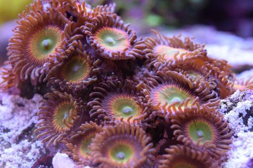 zoas.JPG