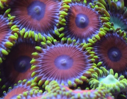 zoas2.JPG