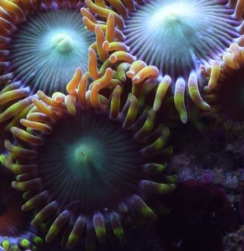 zoas3.JPG