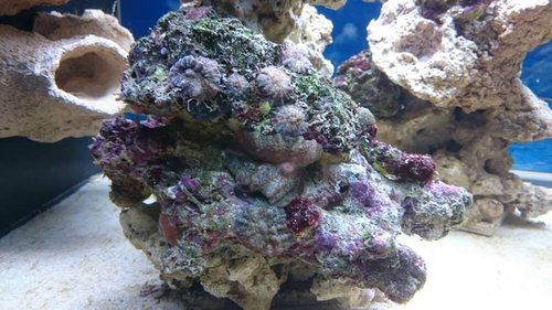 1.JPG (57.35 KiB) Vist 2658 gange Div. Discosoma