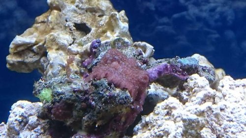 2.JPG (51.25 KiB) Vist 2658 gange Div. Discosoma