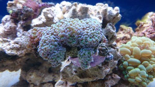 3.JPG (50.64 KiB) Vist 2658 gange Euphyllia paraancora (grøn med lilla spidser)