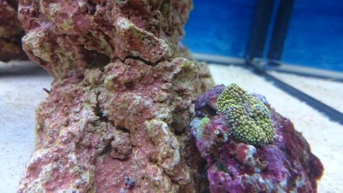 4.JPG (47.55 KiB) Vist 2658 gange Ricordea? Eller hvilken skive er dette?