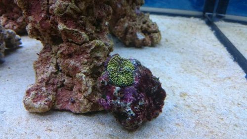 5.JPG (44.47 KiB) Vist 3215 gange Ricordea? Eller hvilken skive er dette?