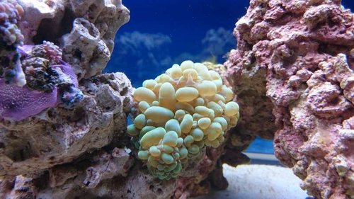 6.JPG (55.56 KiB) Vist 3215 gange Plerogyra sinuosa (green)