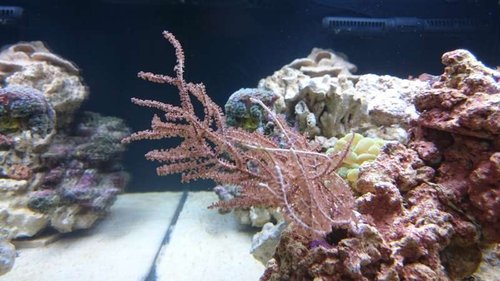 7.JPG (48.1 KiB) Vist 2658 gange Eunicea succinea