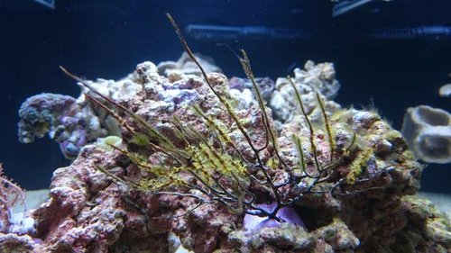 8.JPG (51.22 KiB) Vist 2658 gange Gul Gorgonie