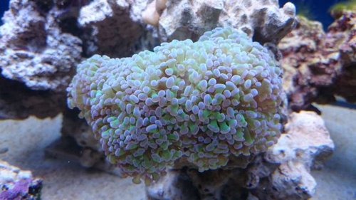 1.JPG (46.07 KiB) Vist 2658 gange Euphyllia paraancora (grøn med lilla spidser)