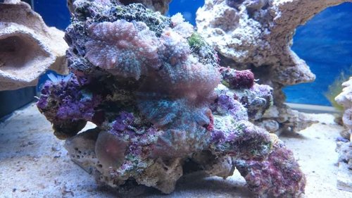 2.JPG (56.33 KiB) Vist 2658 gange Div. Discosoma