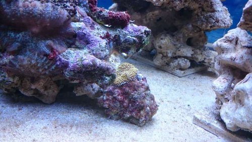 3.JPG (54.85 KiB) Vist 2658 gange Ricordea? Eller hvilken skive er dette?