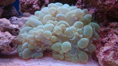 4.JPG (41.61 KiB) Vist 3215 gange Plerogyra sinuosa (green)