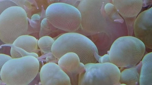 5.JPG (23.52 KiB) Vist 2658 gange Makrobillede af Plerogyra sinuosa (green)