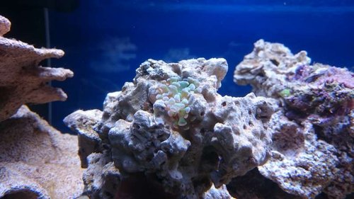 6.JPG (43.79 KiB) Vist 2658 gange To små fragmenter fra min Euphyllia paraancora (grøn med lilla spidser), som er faldet af, og som jeg troede var døde. De er bare lagt ned i et hul i søjlen