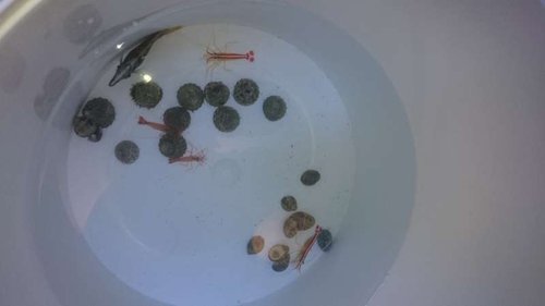 1.JPG (13.87 KiB) Vist 3215 gange Snegle, rejer og fisk lige blevet hældt ud i spanden og klar til akklimatisering via drypmetoden