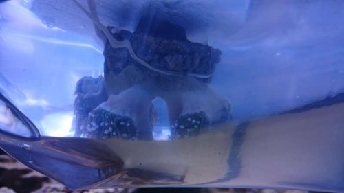 2.JPG (20.69 KiB) Vist 3215 gange Koraller ligger i poser i vandoverfladen, så temperaturen bliver den samme