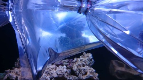 3.JPG (34.31 KiB) Vist 3215 gange Koraller ligger i poser i vandoverfladen, så temperaturen bliver den samme