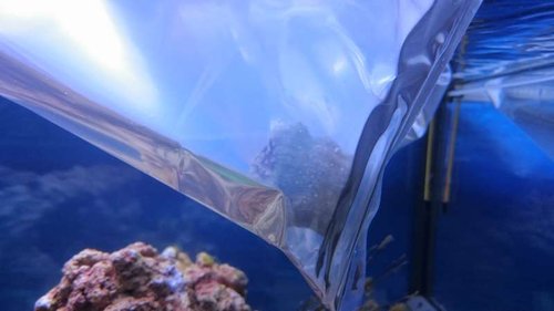 4.JPG (24.74 KiB) Vist 3215 gange Koraller ligger i poser i vandoverfladen, så temperaturen bliver den samme