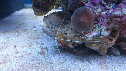 5.JPG (46.11 KiB) Vist 3215 gange Lysmata amboinensis